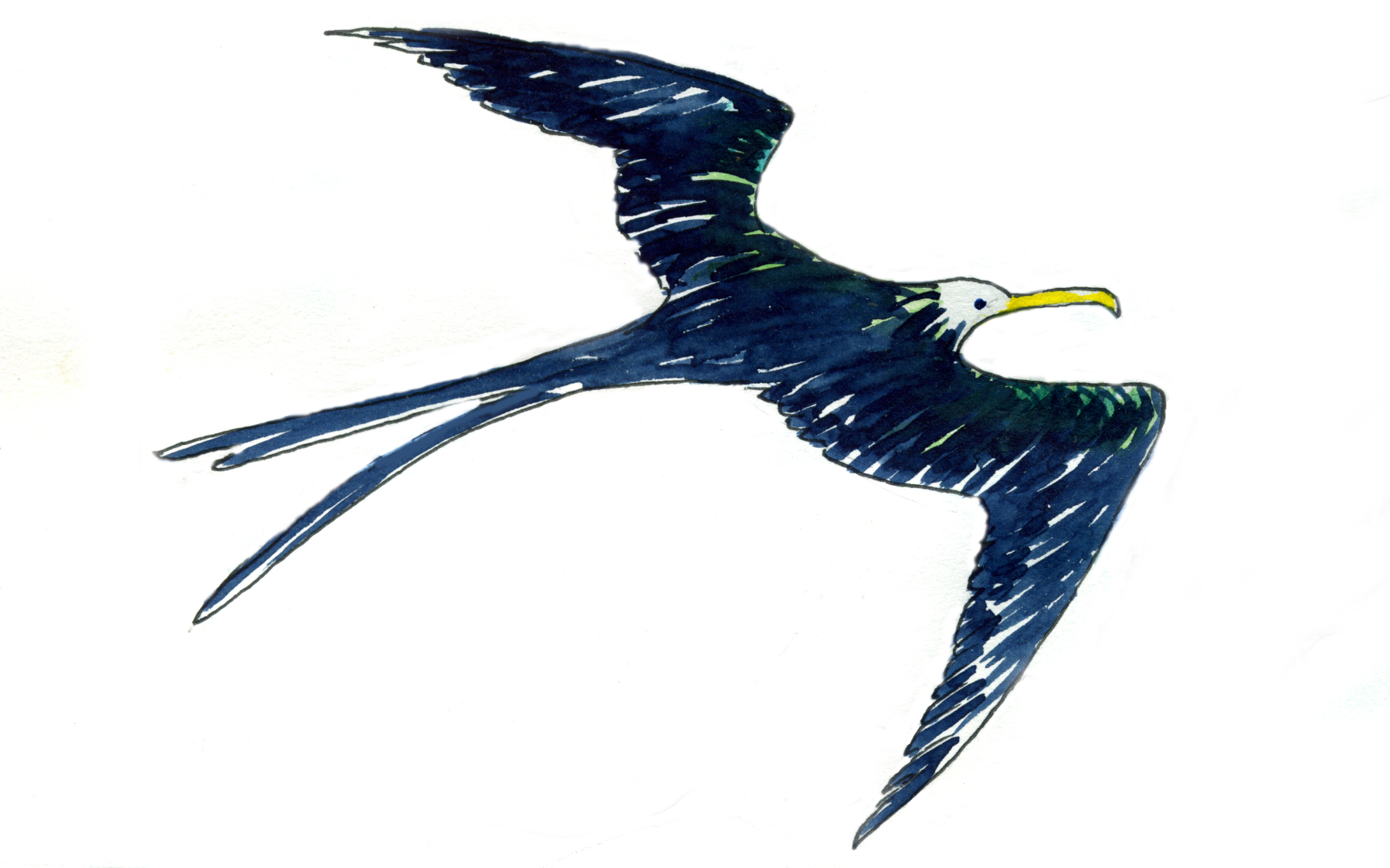 frigate bird